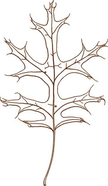 Engraving of a scarlet oak leaf